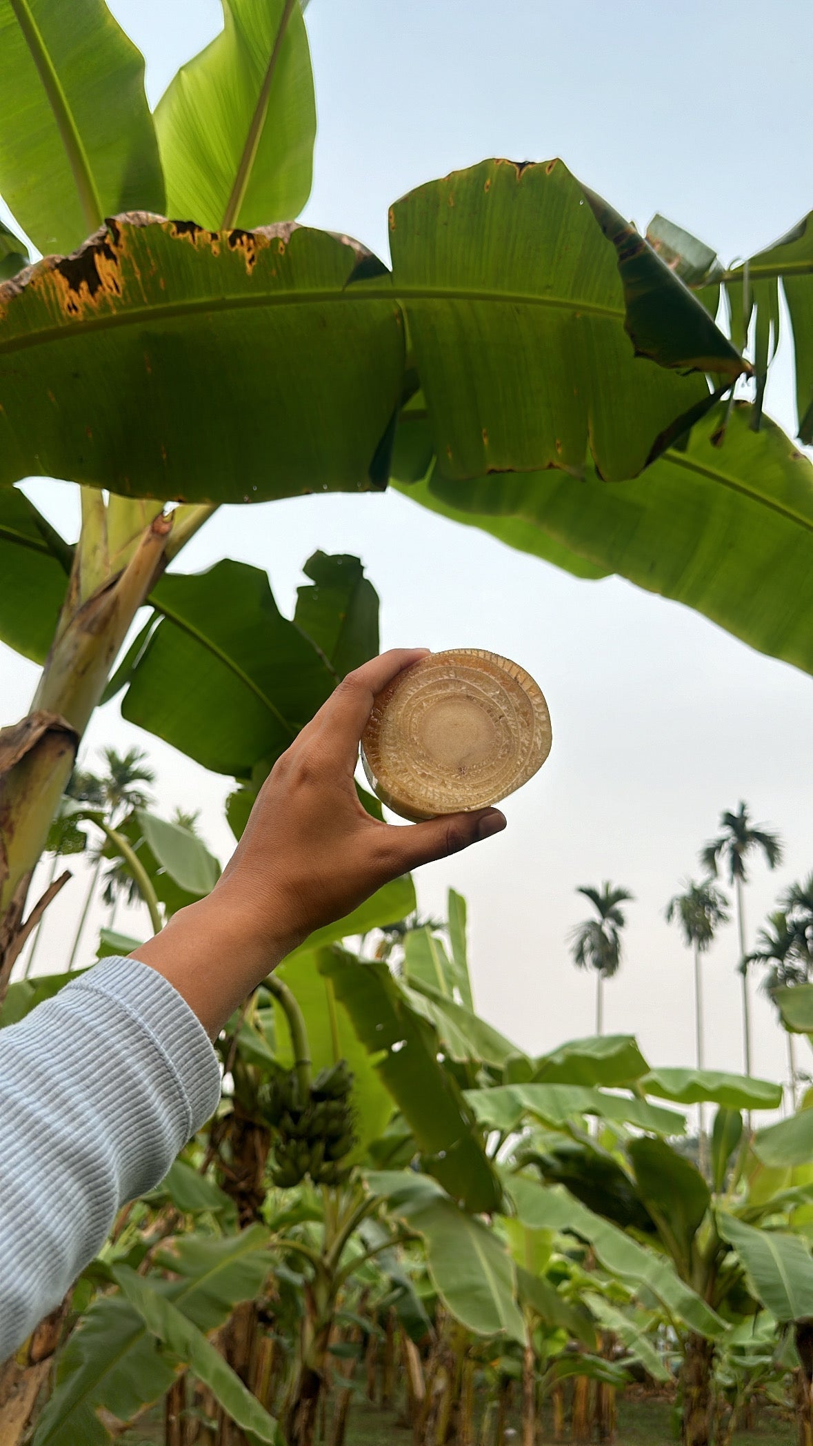 A story of Banofi, a plant-based material made from banana crop waste and transformed into sustainable leather alternative